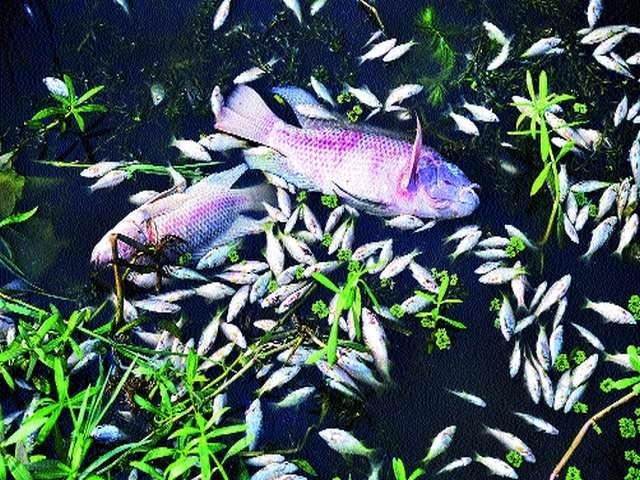 Complaint to the commissioner regarding dead fish in the godown | गोदापात्रातील मृत माशांबाबत आयुक्तांकडे तक्रार