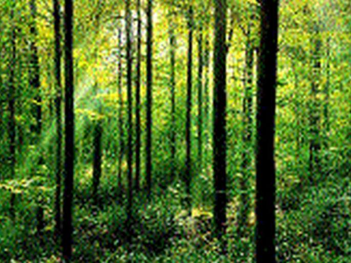 Fast in front of tehsil against forest department | वनविभागाच्या विरोधात तहसीलसमोर उपोषण Fast in front of tehsil against forest department | वनविभागाच्या विरोधात तहसीलसमोर उपोषण