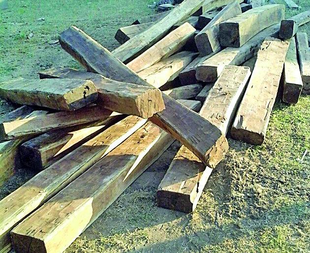 1.30 lakh jewelers seized | १.३० लाखांचे सागवान जप्त 1.30 lakh jewelers seized | १.३० लाखांचे सागवान जप्त