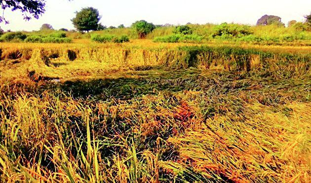 Paddy paddy collapsed due to disease | रोगामुळे धानपीक कोसळले Paddy paddy collapsed due to disease | रोगामुळे धानपीक कोसळले
