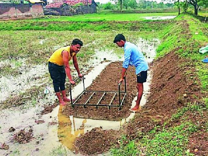 Saguna paddy cultivation demonstration | सगुणा धान लागवडीचे प्रात्यक्षिक Saguna paddy cultivation demonstration | सगुणा धान लागवडीचे प्रात्यक्षिक