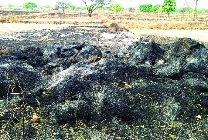 The reason for the fury of the cattle was due to firefight | शेतातील आगीमुळे गुरांच्या वैरणाची होताहे राखरांगोळी The reason for the fury of the cattle was due to firefight | शेतातील आगीमुळे गुरांच्या वैरणाची होताहे राखरांगोळी