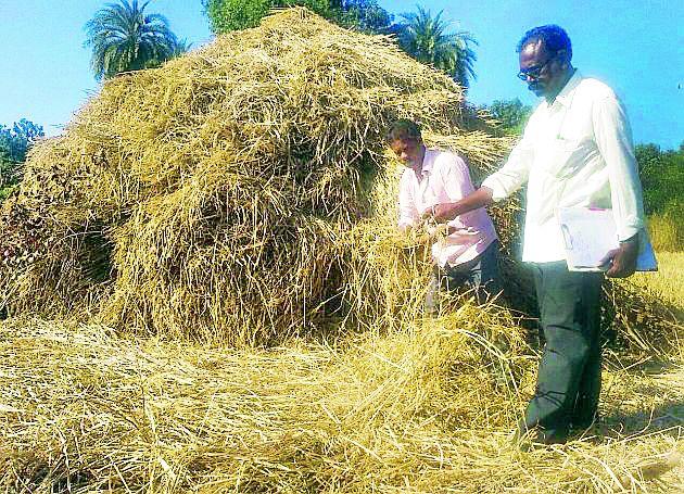Destruction of wild animals | वन्यप्राण्यांकडून धानाची नासधूस Destruction of wild animals | वन्यप्राण्यांकडून धानाची नासधूस