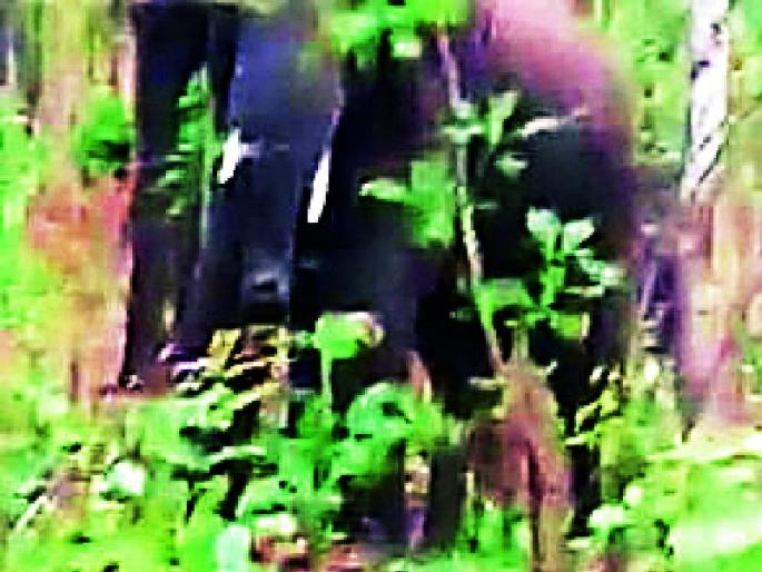 Two elephants found in the Cochinara forest | कोचिनारा जंगलात आढळले दोन हत्ती Two elephants found in the Cochinara forest | कोचिनारा जंगलात आढळले दोन हत्ती