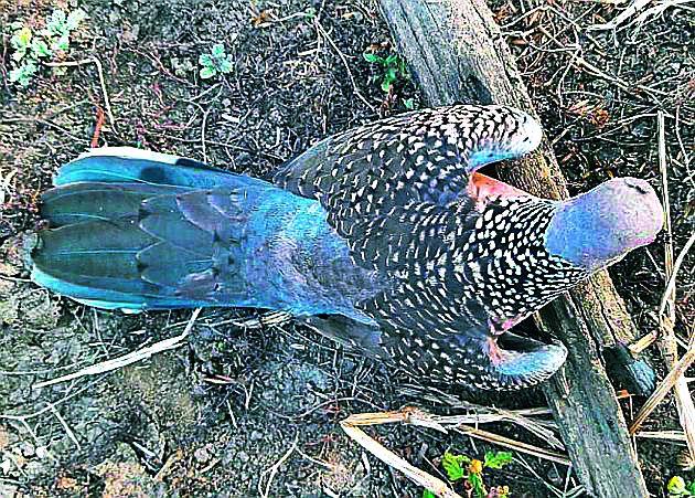 Birds are being poisoned by grains in the grains | धान्यामध्ये विष टाकून पक्ष्यांची केली जात आहे शिकार