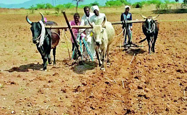 Rabi sowing on 9 14 hectares | ९१४ हेक्टरवर रबीची पेरणी Rabi sowing on 9 14 hectares | ९१४ हेक्टरवर रबीची पेरणी