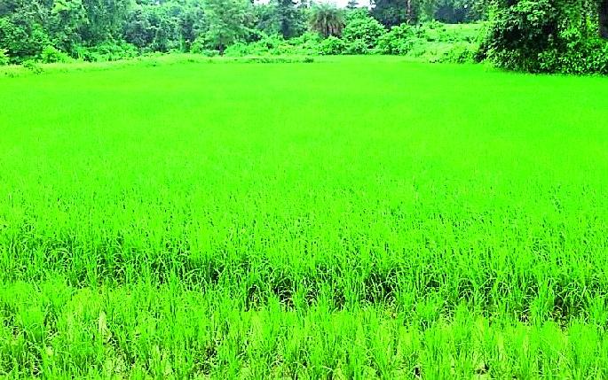 Livelihood of rain caused by rain | पावसामुळे रोवलेल्या धानाला जीवदान Livelihood of rain caused by rain | पावसामुळे रोवलेल्या धानाला जीवदान