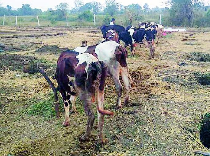 Animal Husbandry for Animal Husbandry | गार्इंच्या ताब्यासाठी पशुपालकांच्या चकरा Animal Husbandry for Animal Husbandry | गार्इंच्या ताब्यासाठी पशुपालकांच्या चकरा