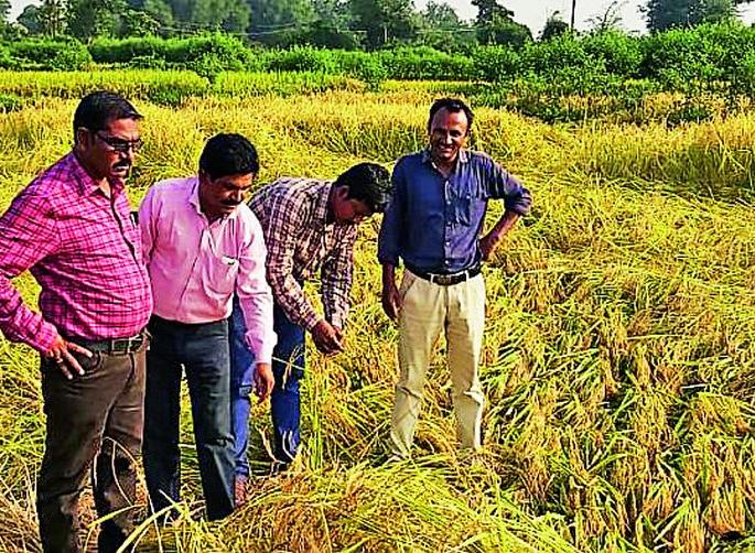 Damage to crops on 17 thousand hectares | १७ हजार हेक्टरवरील पिकांचे नुकसान Damage to crops on 17 thousand hectares | १७ हजार हेक्टरवरील पिकांचे नुकसान