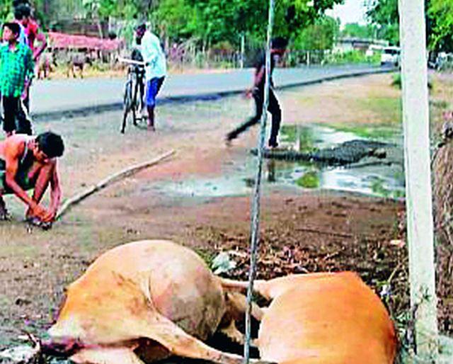 Cows killed by electric shocks | विजेच्या धक्क्याने गायी ठार