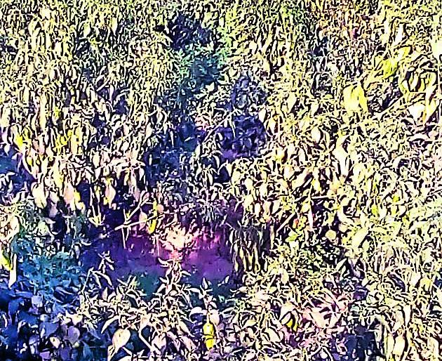 Attack on Kishori pepper | केशोरीच्या मिरचीवर रोगांचे आक्रमण Attack on Kishori pepper | केशोरीच्या मिरचीवर रोगांचे आक्रमण