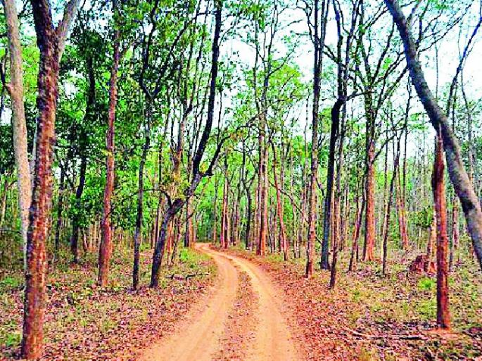Role model in the state to plan tree planting | वृक्षसंवर्धनाची योजना ठरणार राज्यात रोलमॉडेल Role model in the state to plan tree planting | वृक्षसंवर्धनाची योजना ठरणार राज्यात रोलमॉडेल