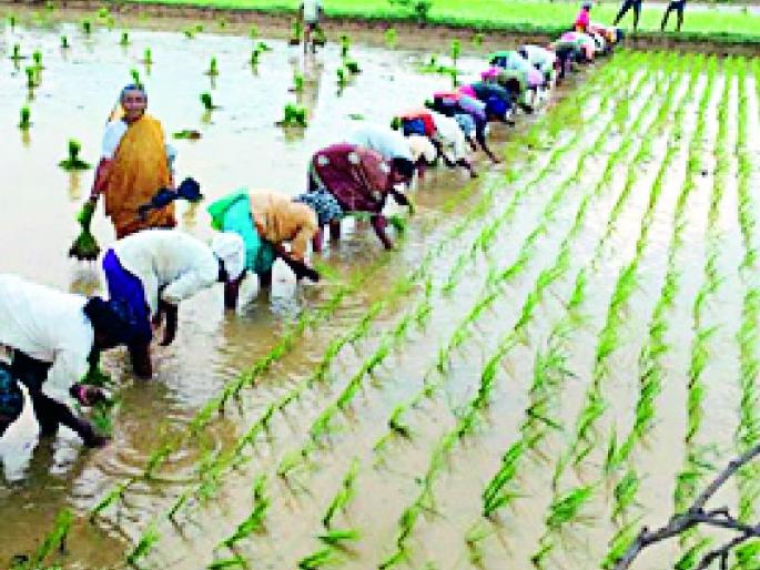 Complete 3% transplanting in the district | जिल्ह्यात ५५ टक्के रोवण्या पूर्ण Complete 3% transplanting in the district | जिल्ह्यात ५५ टक्के रोवण्या पूर्ण