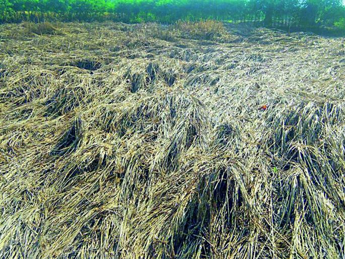 What criteria did the talukas put on? | तालुक्यांना कुठल्या निकषांवर डावलले ? What criteria did the talukas put on? | तालुक्यांना कुठल्या निकषांवर डावलले ?