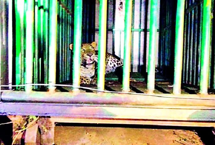 Hobnob | धुमाकूळ घालणारा बिबट जेरबंद Hobnob | धुमाकूळ घालणारा बिबट जेरबंद