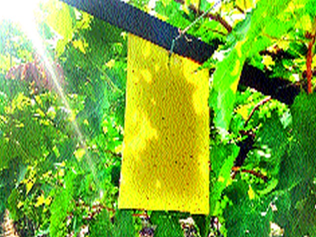 Falling headaches | घसरत्या पाऱ्याची डोकेदुखी Falling headaches | घसरत्या पाऱ्याची डोकेदुखी