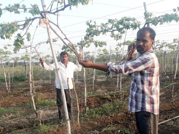 Cut one and a half trees of grape | द्राक्षाची दीडशे झाडे कापली Cut one and a half trees of grape | द्राक्षाची दीडशे झाडे कापली