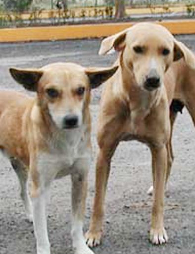 Death of dogs; All four were in police custody | कुत्र्यांचा मृत्यू; चौघे पोलिसांच्या ताब्यात Death of dogs; All four were in police custody | कुत्र्यांचा मृत्यू; चौघे पोलिसांच्या ताब्यात