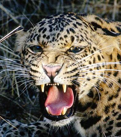 Leopard found in Belora Shivar | बेलोरा शिवारात आढळला बिबट्या Leopard found in Belora Shivar | बेलोरा शिवारात आढळला बिबट्या