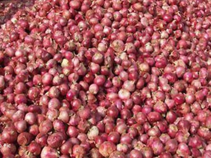 Rajpur dalit kuliyana kanda karapla | राजापूरला दुष्काळाने उभा कांदा करपला Rajpur dalit kuliyana kanda karapla | राजापूरला दुष्काळाने उभा कांदा करपला