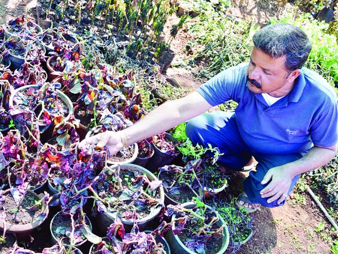 Vegetables with strawberries with cold strawberries, loss of millions of farmers | थंडीचा स्ट्रॉबेरीसह भाजीपाल्याला फटका, शेतकऱ्यांचे लाखोंचे नुकसान Vegetables with strawberries with cold strawberries, loss of millions of farmers | थंडीचा स्ट्रॉबेरीसह भाजीपाल्याला फटका, शेतकऱ्यांचे लाखोंचे नुकसान