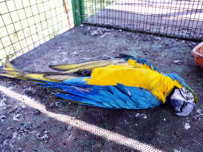 Shocking; Death of Macau Parrots in Solapur | धक्कादायक; प्राणिसंग्रहालयाची शान वाढविणाऱ्या सोलापुरातील मकाऊ पोपटांचा मृत्यू Shocking; Death of Macau Parrots in Solapur | धक्कादायक; प्राणिसंग्रहालयाची शान वाढविणाऱ्या सोलापुरातील मकाऊ पोपटांचा मृत्यू