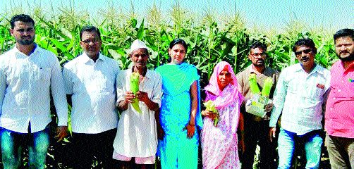 Maize damage | मक्याचे नुकसान Maize damage | मक्याचे नुकसान