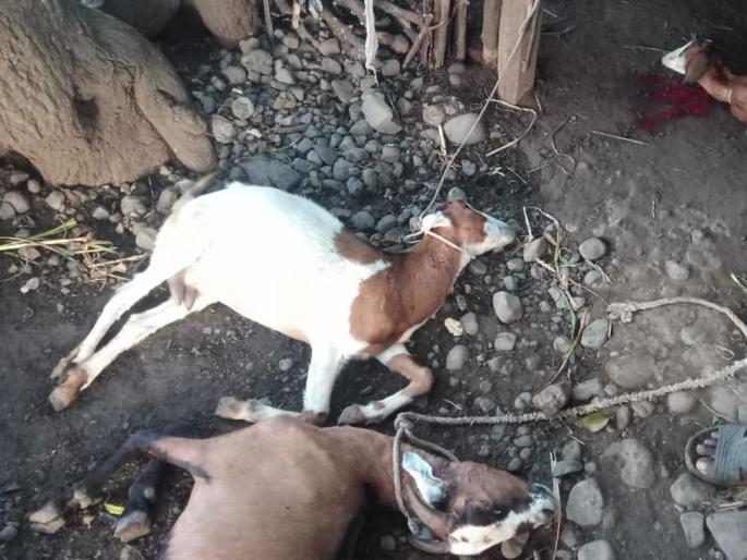 Goat slips from Bibtaya at the mode | मोड येथे बिबटय़ाकडून शेळ्या फस्त