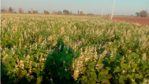 Successful experiment of hair planting of project affected farmers in Rozwa Rehabilitation Area | रोझवा पुनर्वसन क्षेत्रातील प्रकल्पग्रस्त शेतकऱ्याचा वाल लागवडीचा प्रयोग यशस्वी Successful experiment of hair planting of project affected farmers in Rozwa Rehabilitation Area | रोझवा पुनर्वसन क्षेत्रातील प्रकल्पग्रस्त शेतकऱ्याचा वाल लागवडीचा प्रयोग यशस्वी