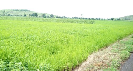 99 per cent of kharif area flooded due to rains | पावसामुळे शेतकऱ्यांना उभारी खरीप क्षेत्राची ९९ टक्के भरारी