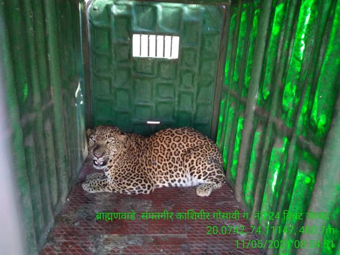 Leopard confiscated in Brahmanwada | ब्राह्मणवाडेत बिबट्या जेरबंद Leopard confiscated in Brahmanwada | ब्राह्मणवाडेत बिबट्या जेरबंद