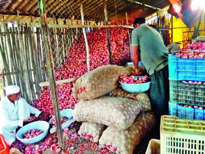 Farmers disappointed because of emotionalism | भावमंदीमुळे शेतकरी निराशेत Farmers disappointed because of emotionalism | भावमंदीमुळे शेतकरी निराशेत