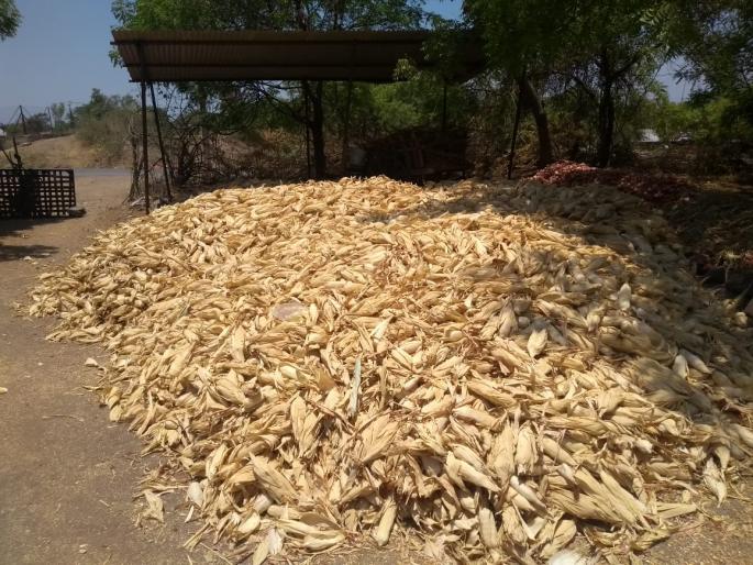 Demand to start maize shopping center | मका खरेदी केंद्र सुरू करण्याची मागणी Demand to start maize shopping center | मका खरेदी केंद्र सुरू करण्याची मागणी