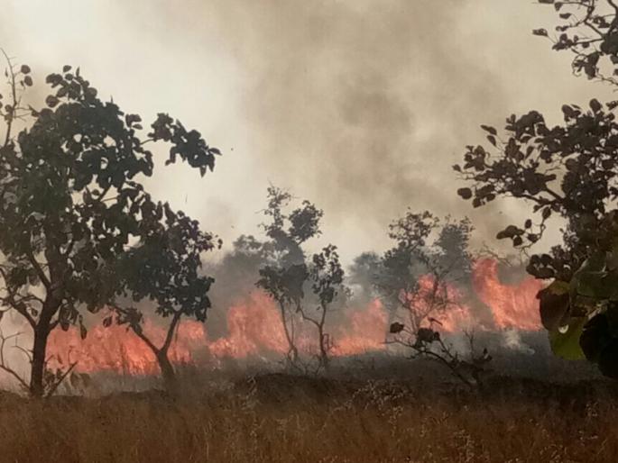 A fire in the Gorevada forest burns 100 hectare area | गोरेवाडा जंगलातील आगीत १०० हेक्टर क्षेत्र जळाले A fire in the Gorevada forest burns 100 hectare area | गोरेवाडा जंगलातील आगीत १०० हेक्टर क्षेत्र जळाले