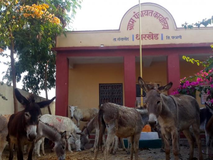 Parbhani: 26 in the donkey's compound, the owner escapes | परभणी : २६ गाढवं कोंडवाड्यात;मालक फरार Parbhani: 26 in the donkey's compound, the owner escapes | परभणी : २६ गाढवं कोंडवाड्यात;मालक फरार