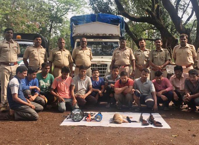 Ratnagiri: 13 people arrested in a snarl hunting hunt | रत्नागिरी : चोरटी शिकार करणारे जाळ्यात, १३ जणांना अटक Ratnagiri: 13 people arrested in a snarl hunting hunt | रत्नागिरी : चोरटी शिकार करणारे जाळ्यात, १३ जणांना अटक