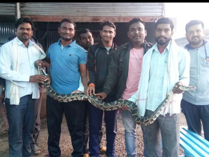 Serpents at Paladhi gave life to the dragon | पाळधी येथील सर्पमित्रांनी अजगराला दिले जीवदान Serpents at Paladhi gave life to the dragon | पाळधी येथील सर्पमित्रांनी अजगराला दिले जीवदान