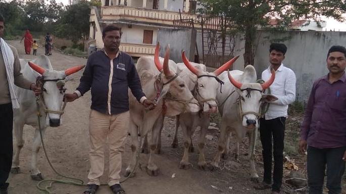 The thieves left the streets after the bull was exhausted | बैल थकल्यानंतर चोरट्यांनी सोडले रस्त्यावर The thieves left the streets after the bull was exhausted | बैल थकल्यानंतर चोरट्यांनी सोडले रस्त्यावर