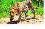 The atmosphere of fear in the continuous view of the leopard in the Varanavati area | वारणावती परिसरात बिबट्याच्या सततच्या दर्शनाने भीतीचे वातावरण The atmosphere of fear in the continuous view of the leopard in the Varanavati area | वारणावती परिसरात बिबट्याच्या सततच्या दर्शनाने भीतीचे वातावरण