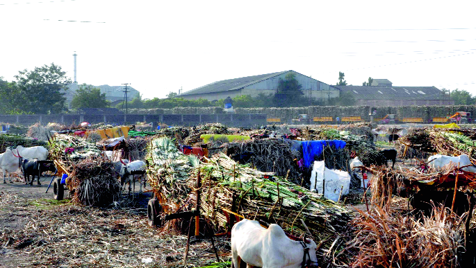 Sugar factories in Sangli district have started | सांगली जिल्ह्यातील साखर कारखाने सुरू Sugar factories in Sangli district have started | सांगली जिल्ह्यातील साखर कारखाने सुरू