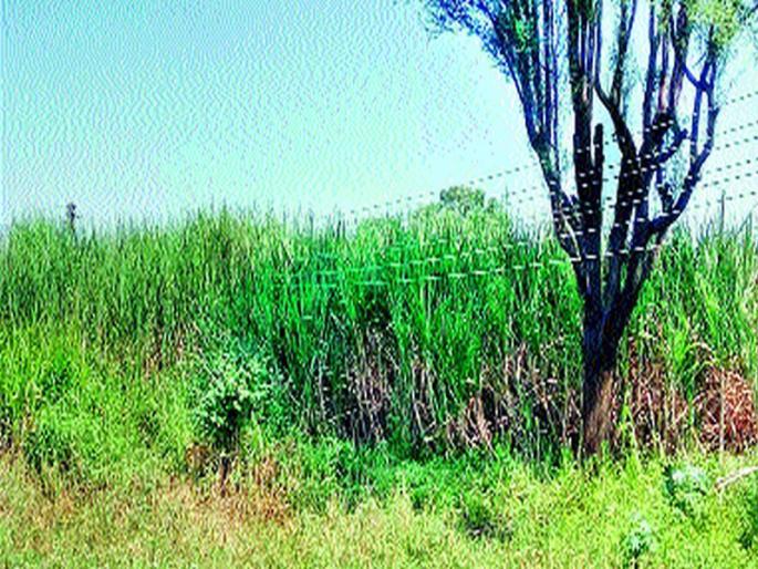 The crisis of the electricity channel stands before farmers in Satara, touching crops | वीज वाहिनीचे संकट सातारा जिल्ह्यातील शेतकऱ्यांसमोर उभे, पिकांना स्पर्श The crisis of the electricity channel stands before farmers in Satara, touching crops | वीज वाहिनीचे संकट सातारा जिल्ह्यातील शेतकऱ्यांसमोर उभे, पिकांना स्पर्श