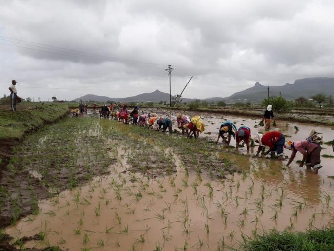 Trimbakeshwar started the Rath Yatra | त्र्यंबकेश्वरला भात आवणी सुरू Trimbakeshwar started the Rath Yatra | त्र्यंबकेश्वरला भात आवणी सुरू