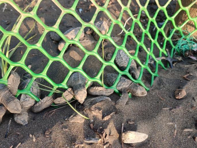 Tortoise kills many because of turmoil at conservation center | संवर्धन केंद्राच्या हलगर्जीपणामुळे कासवाच्या अनेक पिल्लांचा मृत्यू Tortoise kills many because of turmoil at conservation center | संवर्धन केंद्राच्या हलगर्जीपणामुळे कासवाच्या अनेक पिल्लांचा मृत्यू