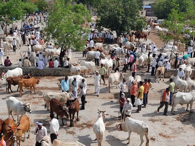 Later, for the first time, a cattle market was started at Varkhedi | लाॅकडाऊननंतर प्रथमच वरखेडी येथील गुरांचा बाजार सुरू