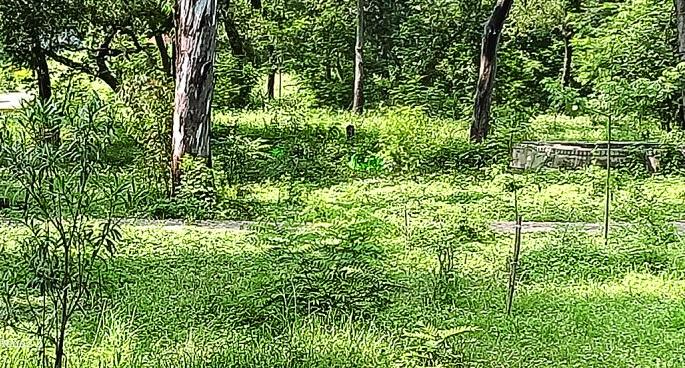 Project of Compost fertilizers from waste garbage pending in Washim | ओल्या कचऱ्यापासून खतनिर्मितीचा प्रकल्प उरला नावापुरताच