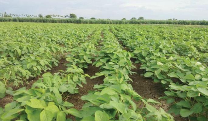 Washim district receives average rainfall of 29 mm; Revitalize crops! | वाशिम जिल्ह्यात सरासरी २९ मीमि पाऊस; पिकांना संजीवनी Washim district receives average rainfall of 29 mm; Revitalize crops! | वाशिम जिल्ह्यात सरासरी २९ मीमि पाऊस; पिकांना संजीवनी