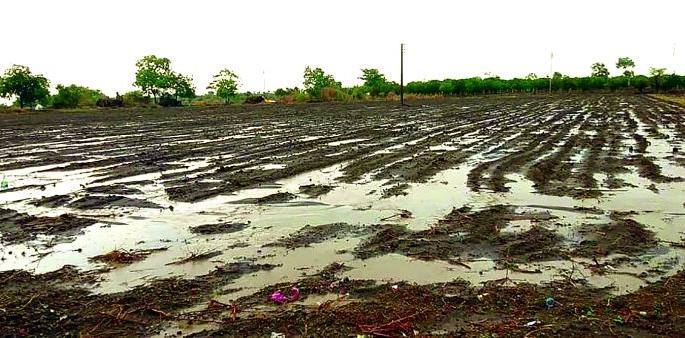 Rain all over Washim district; farmers happy | वाशिम जिल्ह्यात सर्वदूर पाऊस; बळीराजा सुखावला Rain all over Washim district; farmers happy | वाशिम जिल्ह्यात सर्वदूर पाऊस; बळीराजा सुखावला