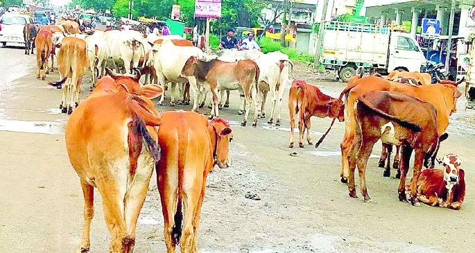 Shepherd came to town | शहराला आले गोठ्याचे स्वरूप Shepherd came to town | शहराला आले गोठ्याचे स्वरूप