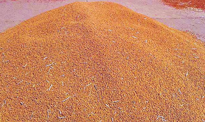 Tired of 28.72 crores, still tired | तुरीचे २८.७२ कोटींचे चुकारे अद्याप थकितच Tired of 28.72 crores, still tired | तुरीचे २८.७२ कोटींचे चुकारे अद्याप थकितच