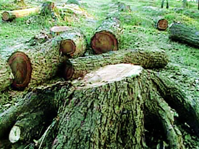 Ignore the slaughter of trees | वृक्षांच्या कत्तलीकडे दुर्लक्ष Ignore the slaughter of trees | वृक्षांच्या कत्तलीकडे दुर्लक्ष